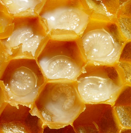 فوراور رویال ژلى (اکسیر جوانی) Royal Jelly